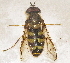  ( - BIOUG28571-H02)  @12 [ ] CreativeCommons - Attribution (2016) Libby Avis Centre for Biodiversity Genomics