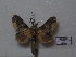  ( - BC-Basq 3214)  @13 [ ] Copyright (2011) Patrick Basquin Research Collection of Patrick Basquin