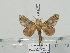  (Odontocheilopteryx malagassy - BC-Basq 3241)  @14 [ ] Copyright (2011) Patrick Basquin Research Collection of Patrick Basquin