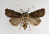  (Agrotis cinerea - TLMF Lep 14467)  @15 [ ] CreativeCommons - Attribution Non-Commercial Share-Alike (2014) Peter Huemer Tiroler Landesmuseum Ferdinandeum