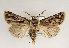  (Agrotis mazeli - TLMF Lep 14494)  @15 [ ] CreativeCommons - Attribution Non-Commercial Share-Alike (2014) Peter Huemer Tiroler Landesmuseum Ferdinandeum