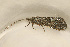  ( - TPA 017-12)  @13 [ ] CreativeCommons - Attribution (2012) Libby Avis Centre for Biodiversity Genomics