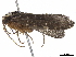  ( - TPA 070-12)  @11 [ ] CreativeCommons - Attribution (2019) CBG Photography Group Centre for Biodiversity Genomics