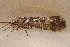  ( - TPA 084-12)  @12 [ ] CreativeCommons - Attribution (2012) Libby Avis Centre for Biodiversity Genomics