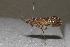  ( - TPA 098-12)  @13 [ ] CreativeCommons - Attribution (2012) CBG Photography Group Centre for Biodiversity Genomics