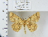  (Isochromodes aff. polvoreata - IAvH-ICR-LEP04)  @11 [ ] Copyright (2023) Instituto de Investigacion Alexander von Humboldt (IAvH) Instituto de Investigacion Alexander von Humboldt (IAvH)