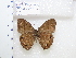  (Malaveria - IAvH-ICR-LEP23)  @11 [ ] Copyright (2023) Instituto de Investigacion Alexander von Humboldt (IAvH) Instituto de Investigacion Alexander von Humboldt (IAvH)