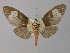  ( - BC ZSM Lep 02189)  @14 [ ] CreativeCommons - Attribution Non-Commercial Share-Alike (2010) Unspecified SNSB, Zoologische Staatssammlung Muenchen