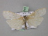  ( - BC ZSM Lep 02341)  @13 [ ] CreativeCommons - Attribution Non-Commercial Share-Alike (2010) Unspecified SNSB, Zoologische Staatssammlung Muenchen