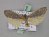  ( - BC ZSM Lep 02346)  @13 [ ] CreativeCommons - Attribution Non-Commercial Share-Alike (2010) Unspecified SNSB, Zoologische Staatssammlung Muenchen