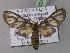  ( - BC ZSM Lep 02513)  @14 [ ] CreativeCommons - Attribution Non-Commercial Share-Alike (2010) Unspecified SNSB, Zoologische Staatssammlung Muenchen