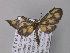  ( - BC ZSM Lep 02515)  @13 [ ] CreativeCommons - Attribution Non-Commercial Share-Alike (2010) Unspecified SNSB, Zoologische Staatssammlung Muenchen