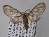  ( - BC ZSM Lep 02516)  @14 [ ] CreativeCommons - Attribution Non-Commercial Share-Alike (2010) Unspecified SNSB, Zoologische Staatssammlung Muenchen