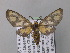  (Amata orphnaea - BC ZSM Lep 02518)  @14 [ ] CreativeCommons - Attribution Non-Commercial Share-Alike (2010) Unspecified SNSB, Zoologische Staatssammlung Muenchen