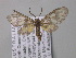  ( - BC ZSM Lep 02520)  @12 [ ] CreativeCommons - Attribution Non-Commercial Share-Alike (2010) Unspecified SNSB, Zoologische Staatssammlung Muenchen