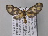  ( - BC ZSM Lep 02522)  @12 [ ] CreativeCommons - Attribution Non-Commercial Share-Alike (2010) Unspecified SNSB, Zoologische Staatssammlung Muenchen