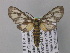  ( - BC ZSM Lep 02524)  @14 [ ] CreativeCommons - Attribution Non-Commercial Share-Alike (2010) Unspecified SNSB, Zoologische Staatssammlung Muenchen