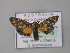  ( - BC ZSM Lep 05698)  @13 [ ] CreativeCommons - Attribution Non-Commercial Share-Alike (2010) Unspecified SNSB, Zoologische Staatssammlung Muenchen