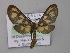  ( - BC ZSM Lep 05706)  @13 [ ] CreativeCommons - Attribution Non-Commercial Share-Alike (2010) Unspecified SNSB, Zoologische Staatssammlung Muenchen