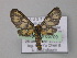  ( - BC ZSM Lep 05709)  @13 [ ] CreativeCommons - Attribution Non-Commercial Share-Alike (2010) Unspecified SNSB, Zoologische Staatssammlung Muenchen