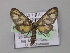  ( - BC ZSM Lep 05710)  @13 [ ] CreativeCommons - Attribution Non-Commercial Share-Alike (2010) Unspecified SNSB, Zoologische Staatssammlung Muenchen