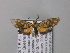  ( - BC ZSM Lep 05736)  @13 [ ] CreativeCommons - Attribution Non-Commercial Share-Alike (2010) Unspecified SNSB, Zoologische Staatssammlung Muenchen