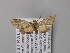  ( - BC ZSM Lep 05740)  @13 [ ] CreativeCommons - Attribution Non-Commercial Share-Alike (2010) Unspecified SNSB, Zoologische Staatssammlung Muenchen