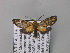 ( - BC ZSM Lep 05741)  @13 [ ] CreativeCommons - Attribution Non-Commercial Share-Alike (2010) Unspecified SNSB, Zoologische Staatssammlung Muenchen