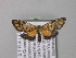  ( - BC ZSM Lep 05742)  @13 [ ] CreativeCommons - Attribution Non-Commercial Share-Alike (2010) Unspecified SNSB, Zoologische Staatssammlung Muenchen