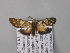  ( - BC ZSM Lep 05743)  @13 [ ] CreativeCommons - Attribution Non-Commercial Share-Alike (2010) Unspecified SNSB, Zoologische Staatssammlung Muenchen