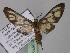  (Amata AH03Au - BC ZSM Lep 05796)  @14 [ ] CreativeCommons - Attribution Non-Commercial Share-Alike (2010) Unspecified SNSB, Zoologische Staatssammlung Muenchen