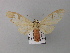  ( - BC ZSM Lep 05821)  @14 [ ] CreativeCommons - Attribution Non-Commercial Share-Alike (2010) Unspecified SNSB, Zoologische Staatssammlung Muenchen