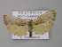  ( - BC ZSM Lep 08338)  @13 [ ] CreativeCommons - Attribution Non-Commercial Share-Alike (2010) Unspecified SNSB, Zoologische Staatssammlung Muenchen