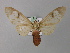  ( - BC ZSM Lep 08364)  @14 [ ] CreativeCommons - Attribution Non-Commercial Share-Alike (2010) Unspecified SNSB, Zoologische Staatssammlung Muenchen