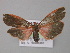  ( - BC ZSM Lep 10125)  @12 [ ] CreativeCommons - Attribution Non-Commercial Share-Alike (2010) Unspecified SNSB, Zoologische Staatssammlung Muenchen