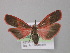  ( - BC ZSM Lep 10126)  @14 [ ] CreativeCommons - Attribution Non-Commercial Share-Alike (2010) Unspecified SNSB, Zoologische Staatssammlung Muenchen