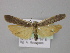 ( - BC ZSM Lep 10138)  @13 [ ] CreativeCommons - Attribution Non-Commercial Share-Alike (2010) Unspecified SNSB, Zoologische Staatssammlung Muenchen