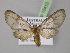  ( - BC ZSM Lep 10413)  @14 [ ] CreativeCommons - Attribution Non-Commercial Share-Alike (2010) Unspecified SNSB, Zoologische Staatssammlung Muenchen