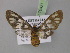  ( - BC ZSM Lep 10421)  @13 [ ] CreativeCommons - Attribution Non-Commercial Share-Alike (2010) Unspecified SNSB, Zoologische Staatssammlung Muenchen