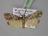 ( - BC ZSM Lep 10456)  @14 [ ] CreativeCommons - Attribution Non-Commercial Share-Alike (2010) Unspecified SNSB, Zoologische Staatssammlung Muenchen