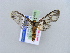  ( - BC ZSM Lep 10499)  @13 [ ] CreativeCommons - Attribution Non-Commercial Share-Alike (2010) Unspecified SNSB, Zoologische Staatssammlung Muenchen