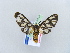  ( - BC ZSM Lep 10513)  @13 [ ] CreativeCommons - Attribution Non-Commercial Share-Alike (2010) Unspecified SNSB, Zoologische Staatssammlung Muenchen