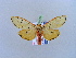  ( - BC ZSM Lep 10517)  @14 [ ] CreativeCommons - Attribution Non-Commercial Share-Alike (2010) Unspecified SNSB, Zoologische Staatssammlung Muenchen