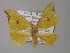  ( - BC ZSM Lep 01437)  @12 [ ] CreativeCommons - Attribution Non-Commercial Share-Alike (2010) Unspecified SNSB, Zoologische Staatssammlung Muenchen