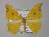  ( - BC ZSM Lep 01438)  @13 [ ] CreativeCommons - Attribution Non-Commercial Share-Alike (2010) Unspecified SNSB, Zoologische Staatssammlung Muenchen