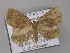  ( - BC ZSM Lep 01909)  @14 [ ] CreativeCommons - Attribution Non-Commercial Share-Alike (2010) Unspecified SNSB, Zoologische Staatssammlung Muenchen