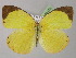  (Eurema AH02 - BC ZSM Lep 02475)  @14 [ ] CreativeCommons - Attribution Non-Commercial Share-Alike (2010) Unspecified SNSB, Zoologische Staatssammlung Muenchen