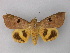  ( - BC ZSM Lep 02527)  @14 [ ] CreativeCommons - Attribution Non-Commercial Share-Alike (2010) Unspecified SNSB, Zoologische Staatssammlung Muenchen