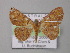 ( - BC ZSM Lep 02613)  @13 [ ] CreativeCommons - Attribution Non-Commercial Share-Alike (2010) Unspecified SNSB, Zoologische Staatssammlung Muenchen