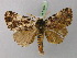  ( - BC ZSM Lep 02633)  @14 [ ] CreativeCommons - Attribution Non-Commercial Share-Alike (2010) Unspecified SNSB, Zoologische Staatssammlung Muenchen